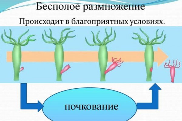 Кракен оренбург